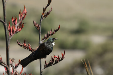 New Zealand Tui Bird on a Flax Flower Spike