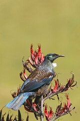 Detail of the New Zealand Tui on a Flax Blossom