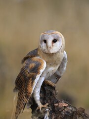 Barn Owl perched on a stump (Tyto alba) . Western barn owl in the nature habitat.