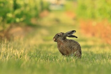 European hare sitting in the grass. Wildlife scene from nature. Lepus europaeus.

M