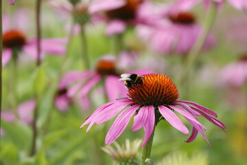coneflower with bumble bee