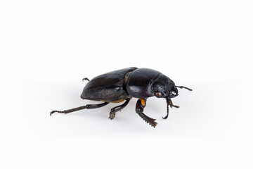 female stag beetle isolated