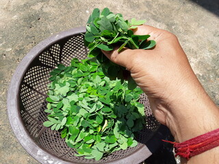 Raw drumstick leaves in the hands of a man,Drumstick tree (botanical name Moringa oleifera) is a multi-useful tree.  Therefore its different parts are used in different ways.raw drumstick leaves

   
