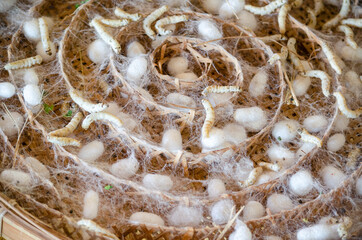 Silkworm with white cocoon in wooden tray for Thai traditional silk production concept