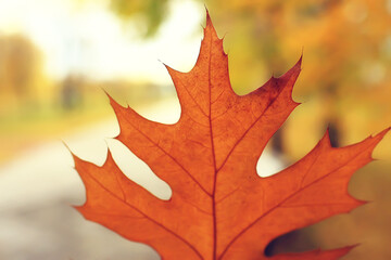 Naklejka na ściany i meble maple leaf concept background autumn, abstract october
