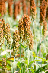 Closed up organic fresh millet plant in the farm under noon day light. Concept of healthy food or agricultural production