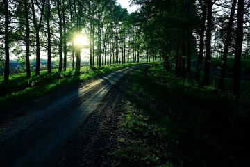 landscape road alley green trees