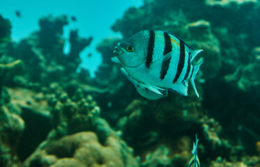 Exotic fish in an aquarium on the Red Sea, swimming between corals