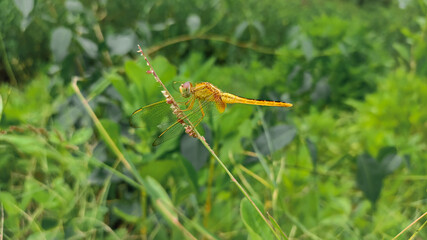 Scarlet skimmer yellow dragonfly on a grass