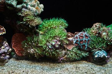 Exotic fish in the Red Sea aquarium swim between glowing corals in the dark