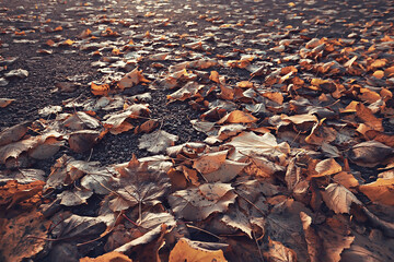 Fallen yellow leaves background / Blurred yellow autumn background with leaves on the ground,...