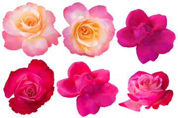 Beautiful Red and Orange roses isolated on the white background. Photo with clipping path.