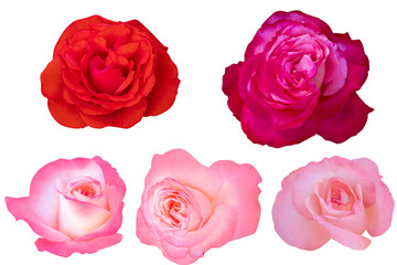 Red and Pink roses isolated on the white background. Roses with clipping path.