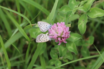 アカツメクサにとまるヤマトシジミのカップル