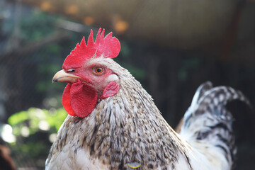 White rooster on the farm, poultry concept. Portrait of cockerel in sunlight