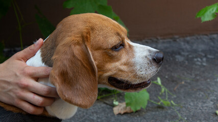 Portrait of a cute adorable beagle dog. Hound breed. A woman's hand is stroking a dog.