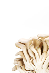 Oyster mushrooms or Pleurotus ostreatus isolated on white.