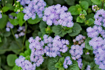 light violet floss flower