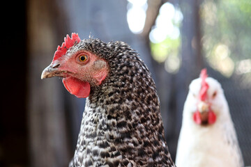 Chickens on a farm, poultry concept. Speckled hen in a coop