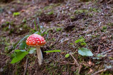 Amanita Muscaria toadstool in the forest with blurred background