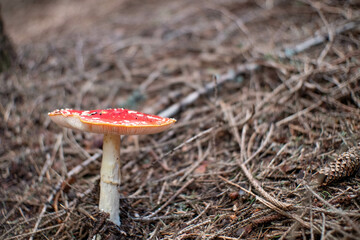 Amanita Muscaria toadstool in the forest with blurred background