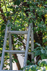 A fragment of an old staircase for collecting apples in close-up