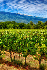 Fototapeta na wymiar Agricultural Field of Grapevines at the Foot of Mont Ventoux, Provence, France