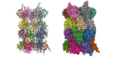 Structure of human 20S proteasome. 3D cartoon and Gaussian surface models, based on PDB 5le5, white background.
