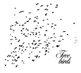 A flock of flying birds. Vector illustration