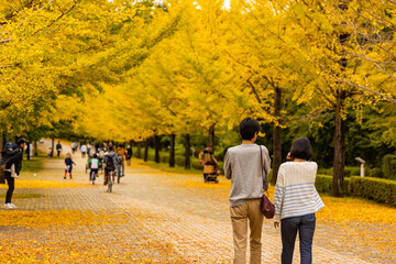 ミューズパークの銀杏の紅葉