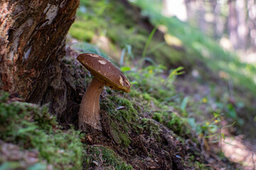 Edible mushroom boletus edulis in forest with blurred background. Edible Bolete Mushrooms in autumn forest. Boletus edulis