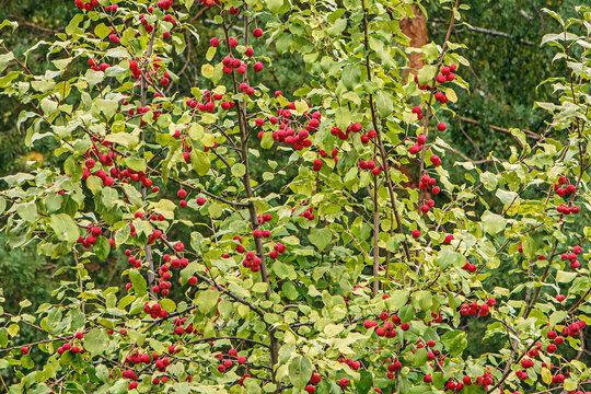 Branches of an apple tree of the ranet variety with ripe fruits
