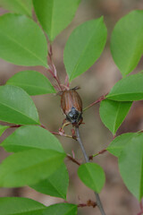 May beetle insect on a tree branch.