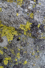 close up of moss on mountain rock textured background