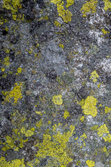 close up of moss on mountain rock textured background