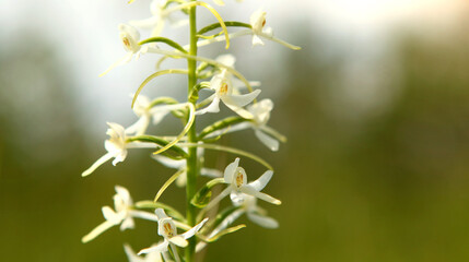 White flower on a green meadow, close-up.