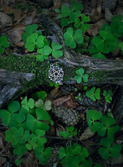 pentagram amulet and clover leaves. witch wicca amulet with pentacle, natural forest background....