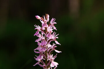 Fototapeta na wymiar Purple flower on a background of natural vegetation, macro.