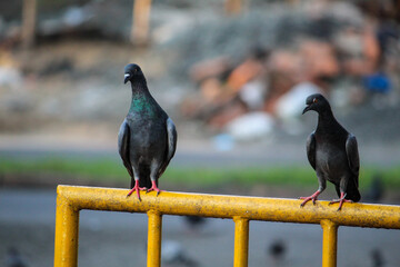 pigeons on the fence