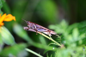 Fototapeta na wymiar Grasshoppers are a group of insects belonging to the suborder Caelifera. 