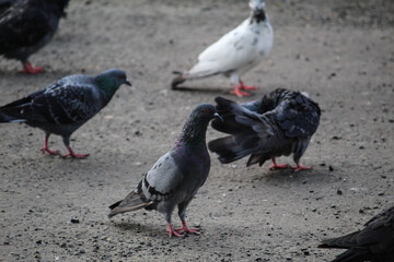 pigeons on the street
