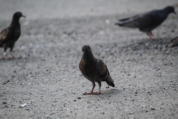 pigeons on the street