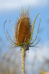 Wild teasel, fuller's teasel // Wilde Karde (Dipsacus fullonum)