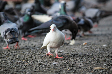 pigeons on the ground