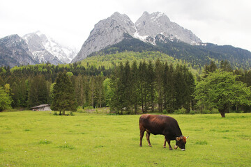 Fototapeta na wymiar Cows in Zugspitze valley, Garmisch-Partenkirchen, Germany 