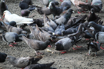 pigeons on the street