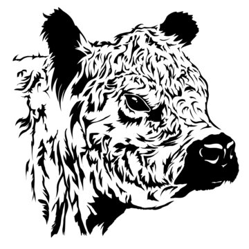 white galloway vector