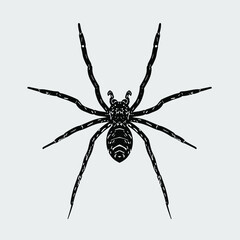 Spider. hand-drawn black and white illustration.