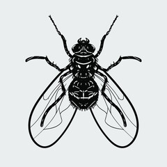 fly. hand-drawn black and white illustration.