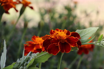 Flowers in the Garden